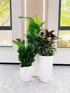 了解宁波海曙植物租摆价格,别错过!